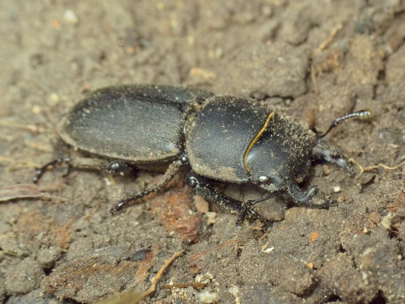 Dorcus parallelipipedus (Linnaeus, 1785)